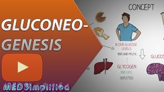 Gluconeogenesis Pathway Made Simple  BIOCHEMISTERY [upl. by Lirva]