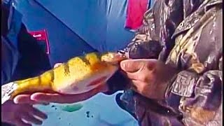 Devils Lake Ice Fishing Jumbo Perch Babe Winkelman Good Fishing [upl. by Witha]