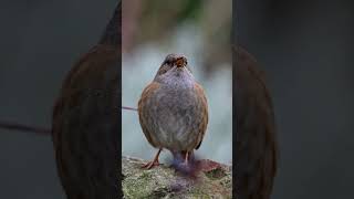 Dunnocks Big Notes 🎶 dunnock birds birdphotography birding birdsong wildlife nikon [upl. by Cain]