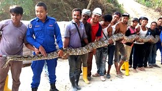 GIANT SNAKE CAUGHT IN MALAYSIA [upl. by Ahsinnek768]