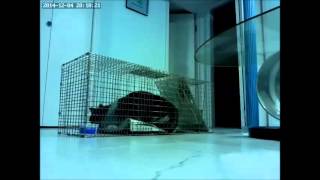 Catching feral cat stuck inside house Cats head slams on trap door [upl. by Yra]