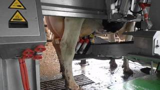 Lely Astronaut A4 nelle grandi aziende  ITALY LC CERESARA [upl. by Ybba]