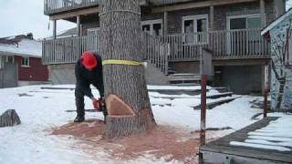 Certified Arborist Tree Removal in St Catharines Niagara  Oakville Ontario [upl. by Brendin]