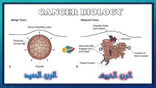 مقدمة فى علم بيولوجيا السرطان  Introduction to cancer biology بالعربى [upl. by Akenn]