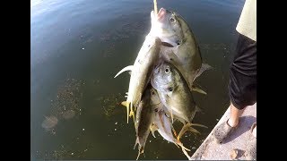 Jack Crevalle Fishing With Lures Catching Jacks Near Flats Bridges [upl. by Saffian562]