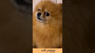 Pomeranian 🐕 puppy barking 550kviralshorts [upl. by Felicity]