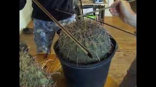 Amplified Cactus Improvisation on quotChild of Treequot by John Cage [upl. by Hodgkinson573]