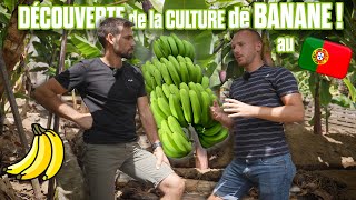 🍌 🤠BANANE sur LILE DE MADERE au PORTUGAL 🇵🇹  VACANCES ✌🏻😎 [upl. by Ebbarta]