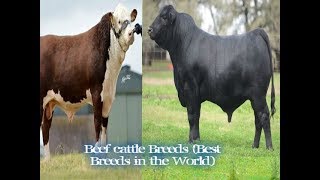 شاهد أفضل سلالات أبقار اللحم في العالم The best breeds of beef cattle in the world [upl. by Ramalahs293]