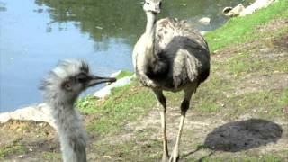 ZOO PARC DE BEAUVAL 8 Nandou Rhea [upl. by Creamer]