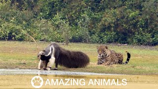 Jaguar Stalks Giant Anteater Only To Watch It Walk Off [upl. by Detta158]