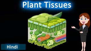 Plant tissues  3D animated explanation  class 9th  Tissues [upl. by Wil]