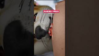 How Dangerous Is Dog Bite  Rabies Virus In Dogs  rabies ytshort ytshortsvideo shortvideos [upl. by Sholem]