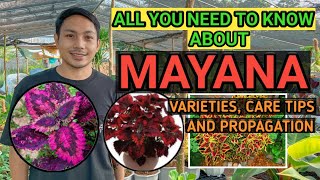 DIFFERENT VARIETIES OF MAYANA  CARE TIPS AND PROPAGATION [upl. by Apps]