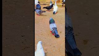 Mukhi nar pigeon sorts video trend trending vairal videoyoutuber goodvibedo [upl. by Assilam950]