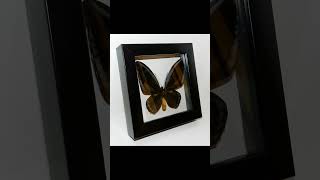 Ornithoptera urvillianus в рамке Тёмная форма spider butterfly книги [upl. by Bust802]