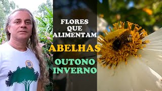 FLORES para abelhas nativas do OUTONO e INVERNO  E sobre os cuidados ao MEIO AMBIENTE [upl. by Roi]