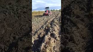 Payız sumu 2024 automobile agrar farming agrio nature agristar agry [upl. by Arreyt]