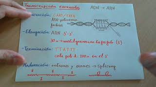 Transcripción del ADN en eucariotas [upl. by Naitsyrk869]