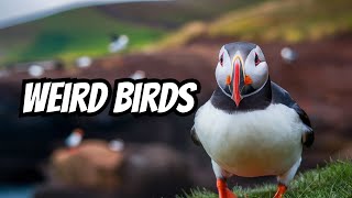 The Weirdest Facts About Puffins [upl. by Lottie]