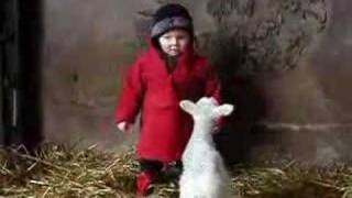 Luke and the lambs sing old MacDonald  a cute sheep video [upl. by Htinnek]