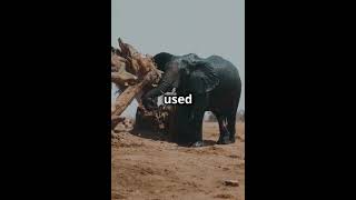 The Rise of Tuskless Elephants Evolution in Action elephant evolution wildlife conservation [upl. by Zerk]