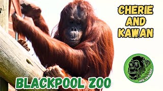 Meet The Amazing Orangutans At Blackpool Zoo [upl. by Helsell]