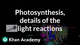 Photosynthesis Light Reactions and Photophosphorylation [upl. by Einamrej282]