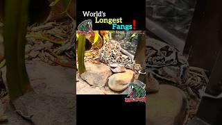 Worlds Longest Fangs Gaboon Viper shorts gaboonviper viper snake tiktok [upl. by Henriette145]