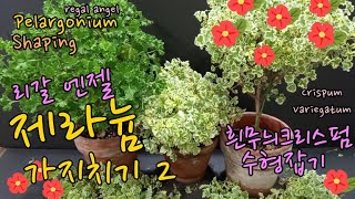 리갈엔젤 제라늄 가지치기2흰무늬크리스펌 수형만들기 Regal Angel Pelargonium pruning shaping [upl. by Cantlon33]