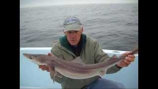 Spiny Dogfish Identification [upl. by Edylc]