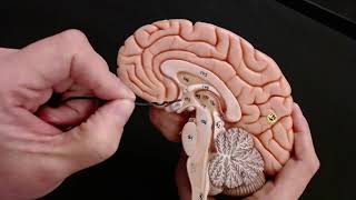 Brain Anatomy Review and Quiz [upl. by Libbi]