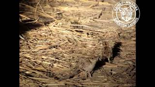 Three banded courser chicks [upl. by Eniawed]