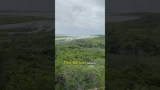 Birds Eye View wildliferefuge texascoast [upl. by Rockey]