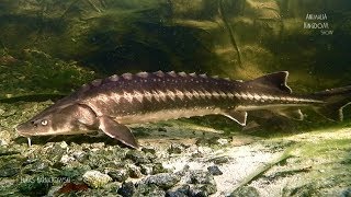 Sterlet Acipenser ruthenus amp Siberian Sturgeon Acipenser baeriiAnimalia Kingdom Show [upl. by Pellegrini]