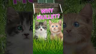 Why is the mullet hairstyle called a mullet kittens [upl. by Etteniotnna]