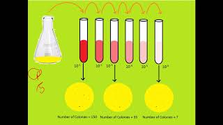 Serial dilution technique and its Calculation Pour plate and Spread plate technique [upl. by Eatnahs199]