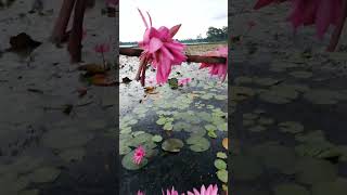 Barisal Wazirpur MunicipalityShapla Billnational flowerVery beautiful view [upl. by Euqirrne]