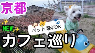 【京都ペット同伴】ペットが喜ぶ🩷【京都カフェ】旬✨【河津桜】【桜スイーツ】が映え映え✨京都グルメ 京都犬連れ 京都桜河津桜 [upl. by Fosque]