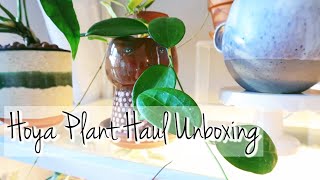 Hoya Plant Haul Unboxing [upl. by Attelrak483]