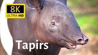 Amazing closeups of Tapirs 8K Ultra HD  South American Tapir Malayan Tapir Black Tapir [upl. by Rik]