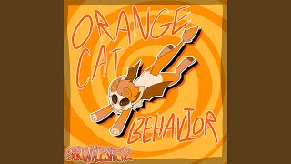 Orange Cat Behavior [upl. by Nalla]