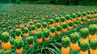 COMO se PRODUCEN las PIÑAS más DELICIOSAS del MUNDO🍍 Como se PROCESAN 140000 toneladas de PIÑAS [upl. by Inaffit]