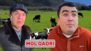 Mol qadri 🐄😂 [upl. by Auqinahc782]