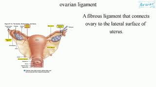 ovarian ligament [upl. by Iatnahs348]