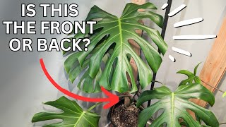 How To Support Your MONSTERA FOR BEST GROWTH [upl. by Hayikaz250]