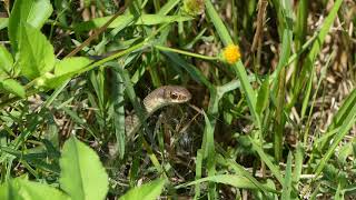 Everglades Racer Coluber constrictor paludicola [upl. by Geirk]