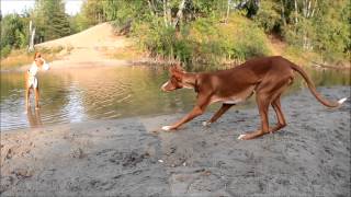 PODENCO IBICENCO  Ibizan hounds playing in the forest [upl. by Alihs]