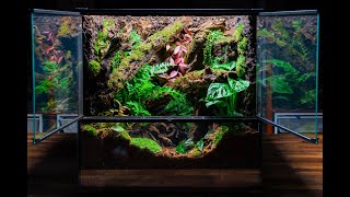 Making a Vivarium for Abronia 🌿 [upl. by Tisbe]