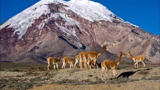 CHIMBORAZO REY YARAVI [upl. by Ialda]